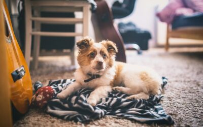 Jak skutecznie czyścić wełniany dywan z sierści zwierząt