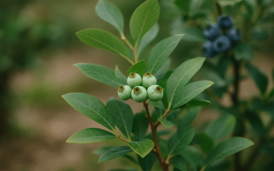 Dlaczego borówka amerykańska nie owocuje? 5 przyczyn i rozwiązania